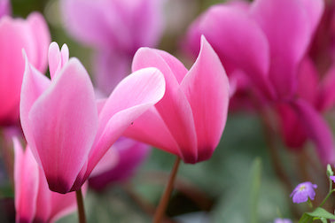 Cyclamen - Some Colour for Winter