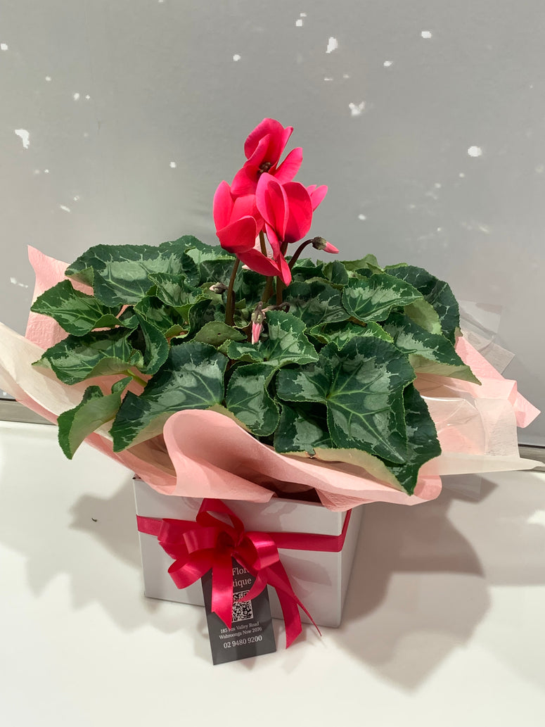 Boxed Cyclamen