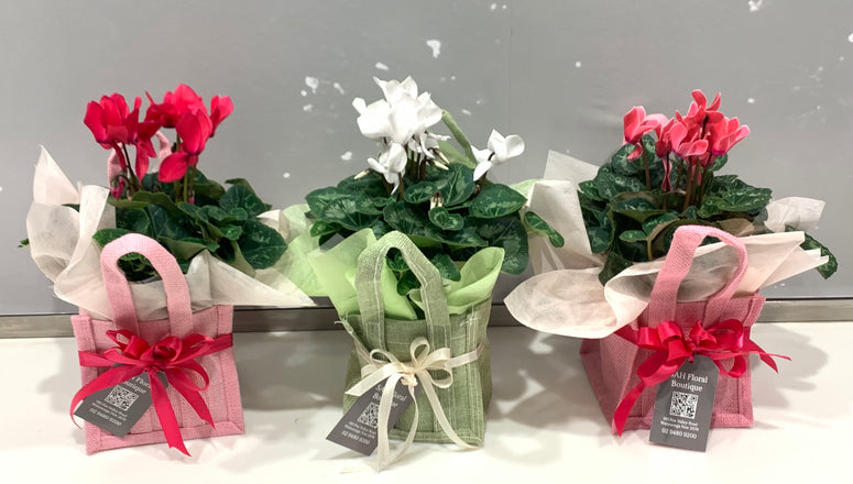 Mini Cyclamen Plant