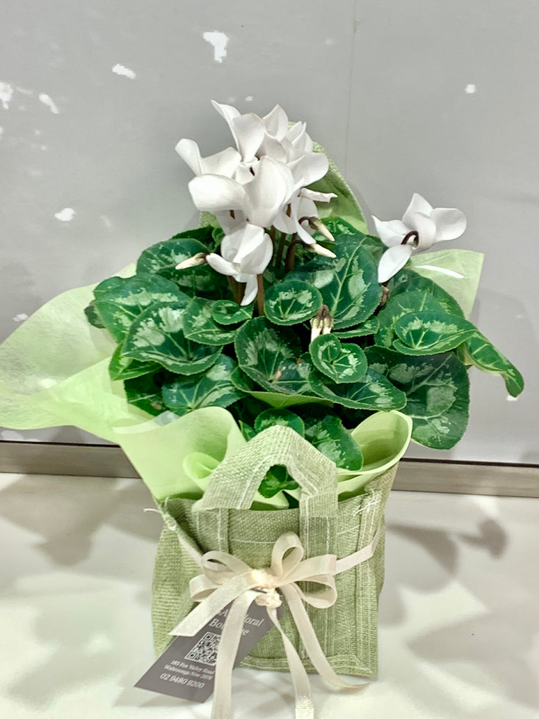 Mini Cyclamen Plant