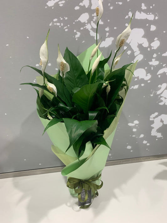 Foliage Plant