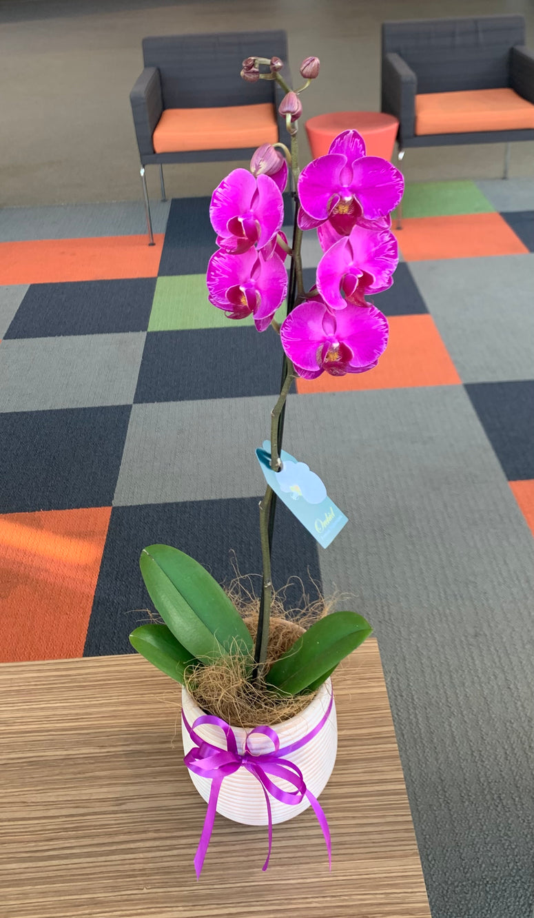 Large Phaelonopsis Orchid in Pot