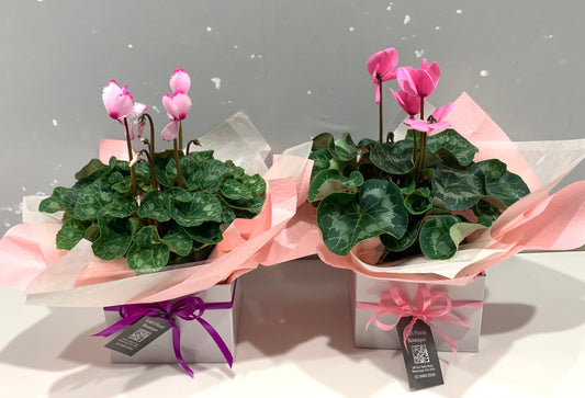 Boxed Cyclamen