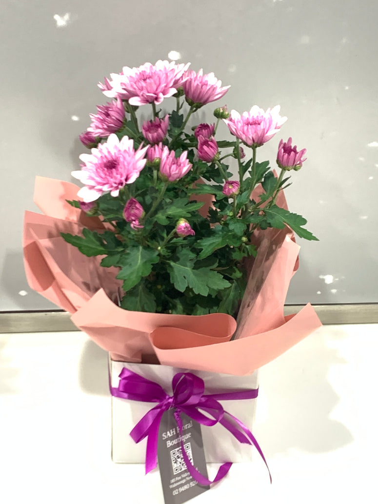Chrysanthumum Plant