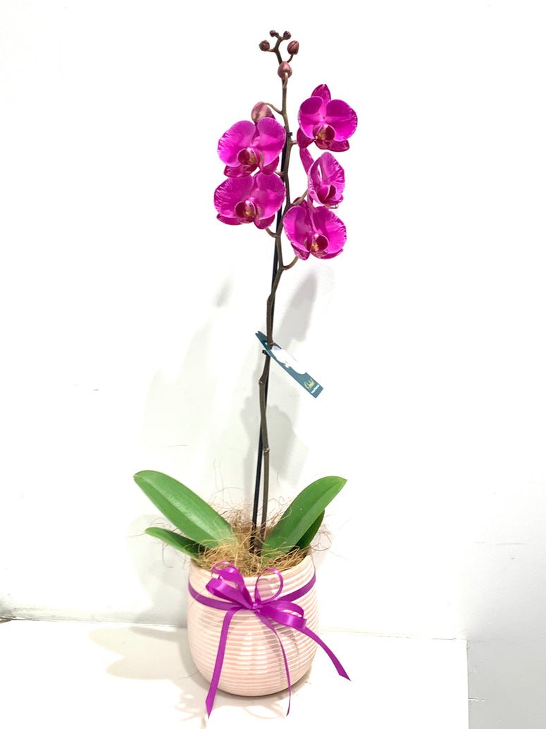 Large Phaelonopsis Orchid in Pot