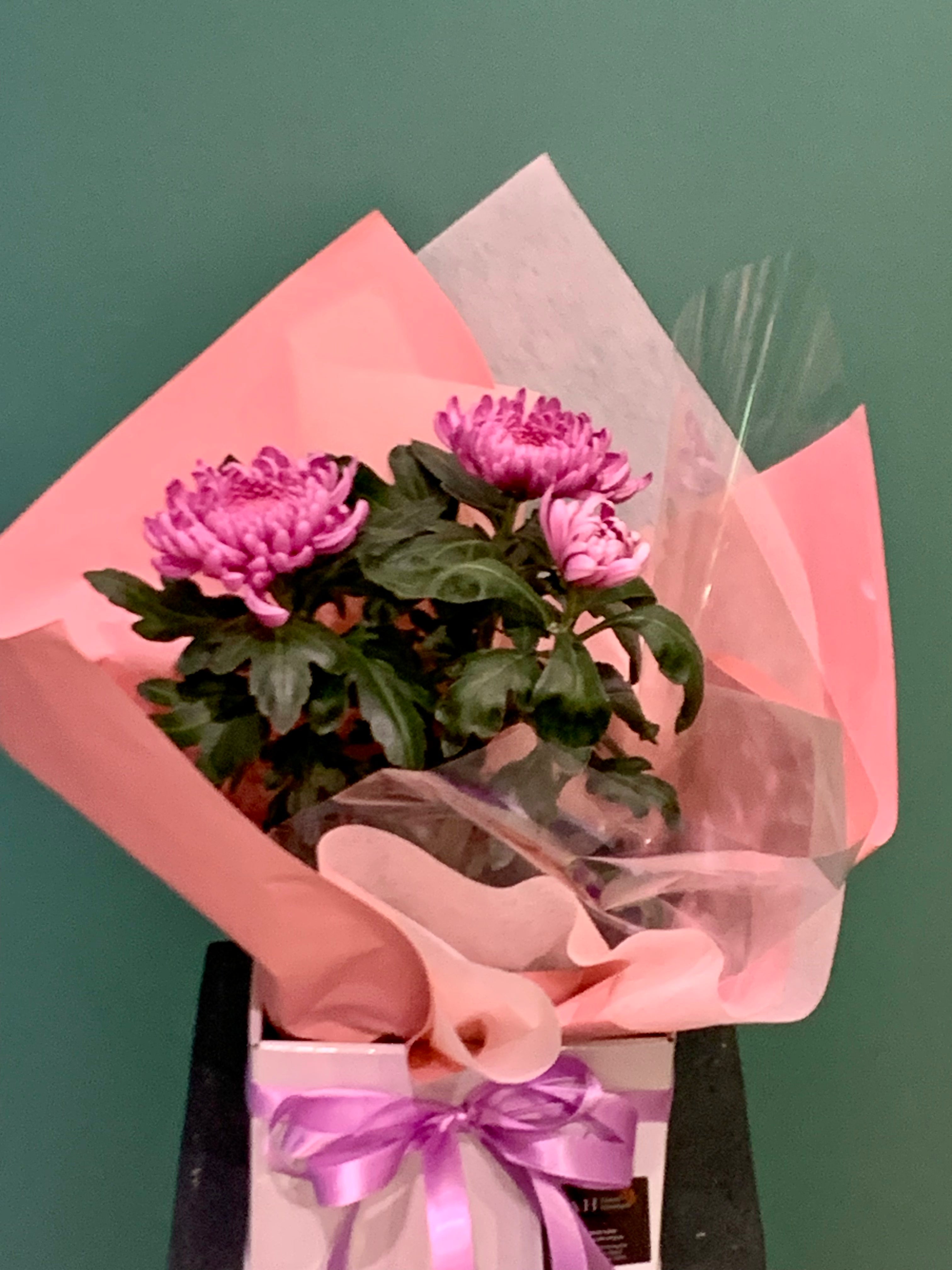 Disbud Chrysanthemum Plant