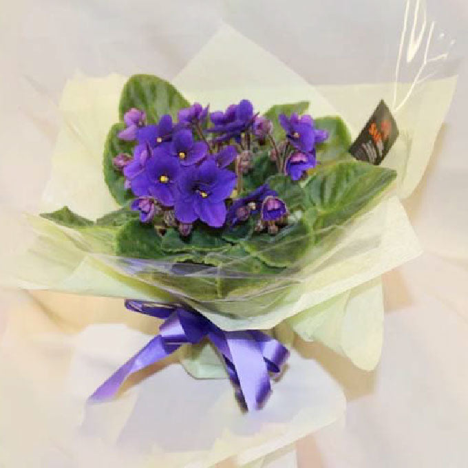 African Violet in Tin
