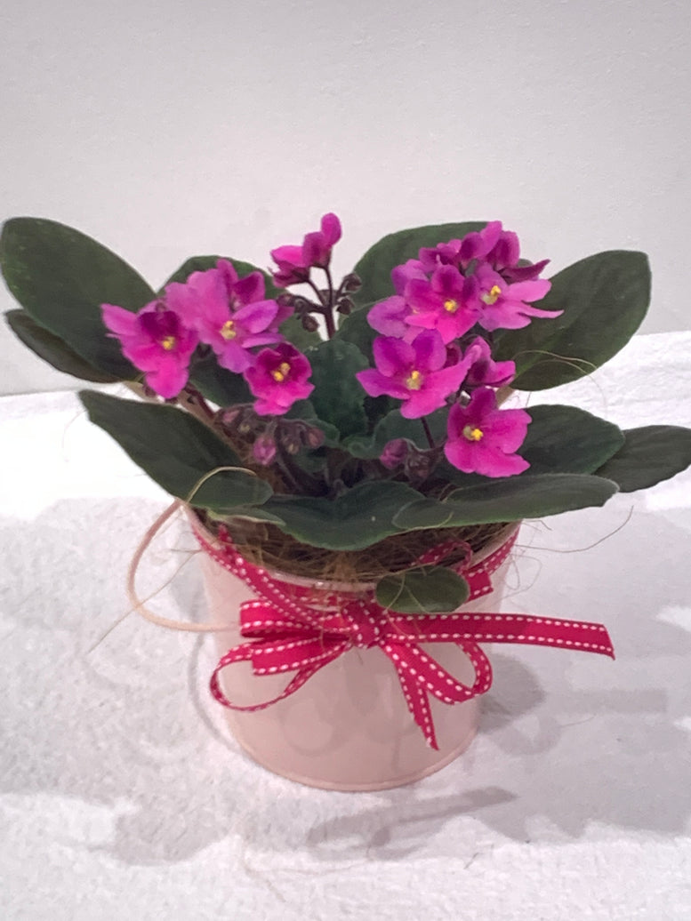 African Violet in Tin
