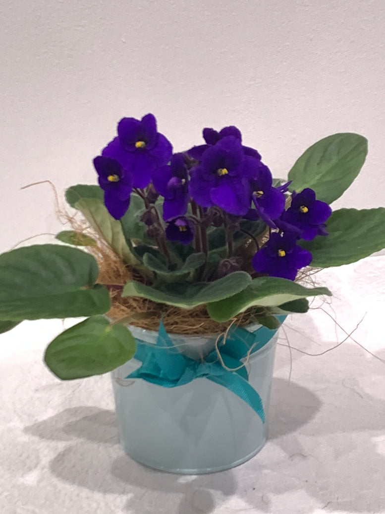African Violet in Tin