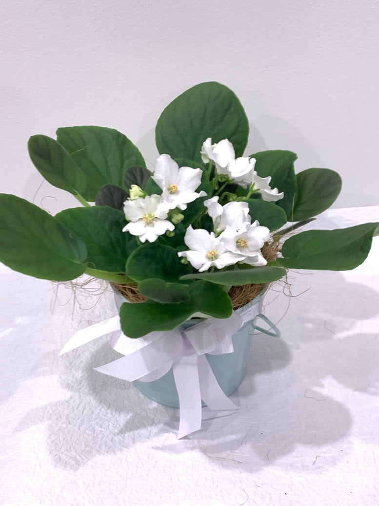 African Violet in Tin