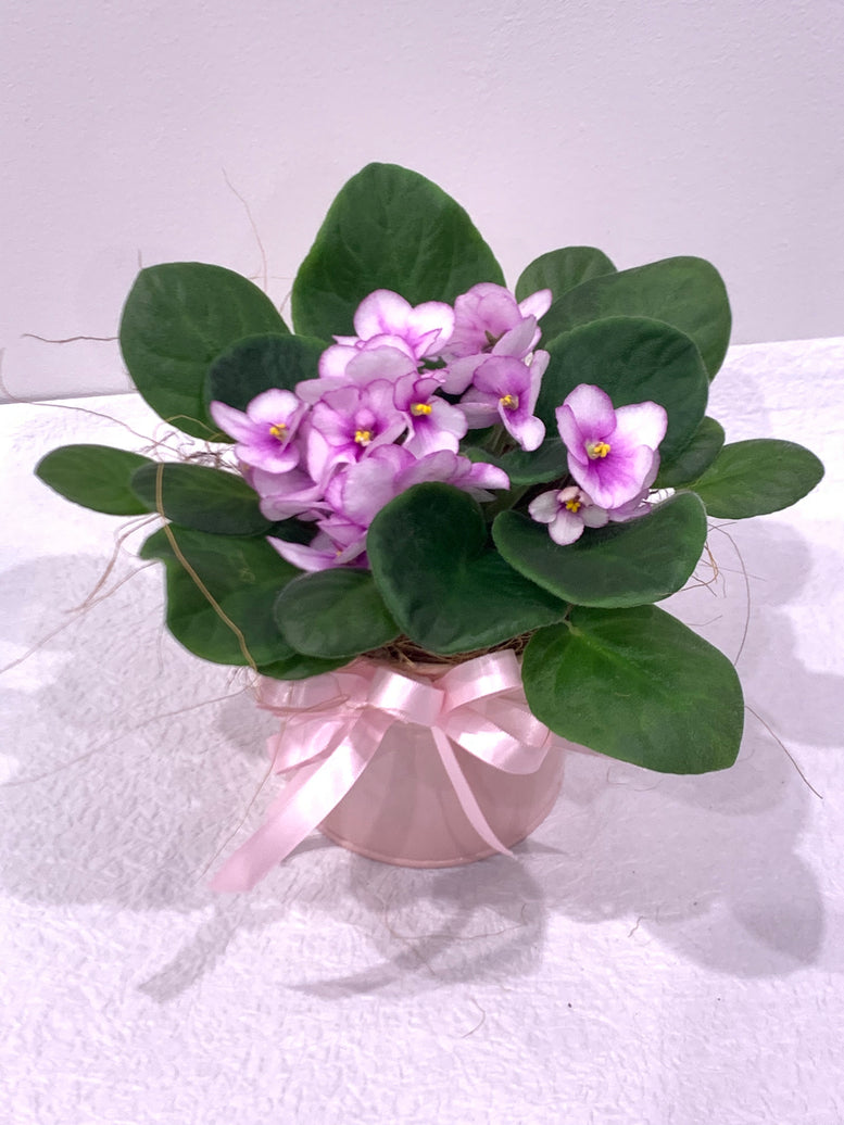 African Violet in Tin
