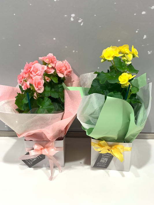 Begonia SMALL