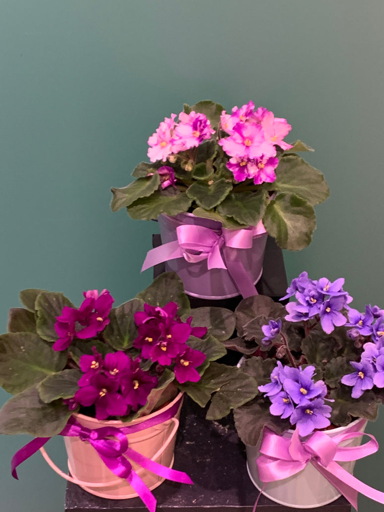 African Violet in Tin