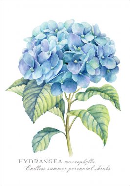 Hydrangea greeting card at SAH Floral Boutique