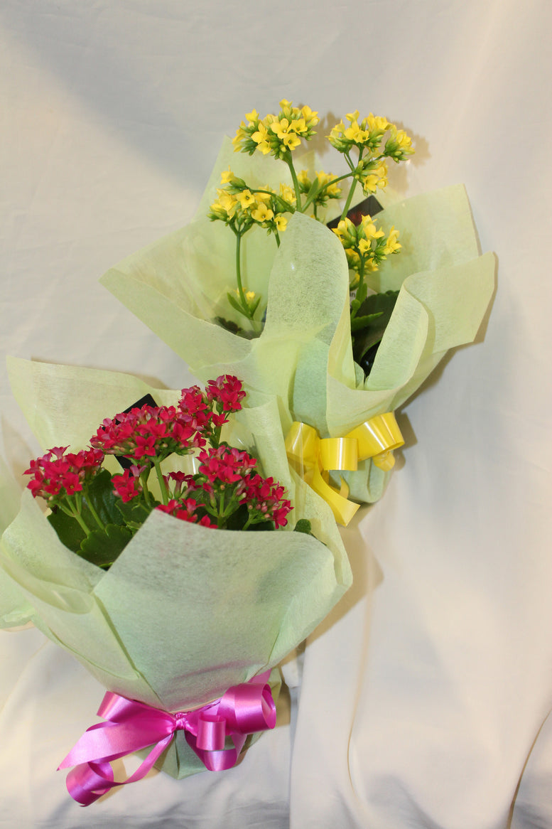 Kalanchoe plants -  SAH Floral Boutique