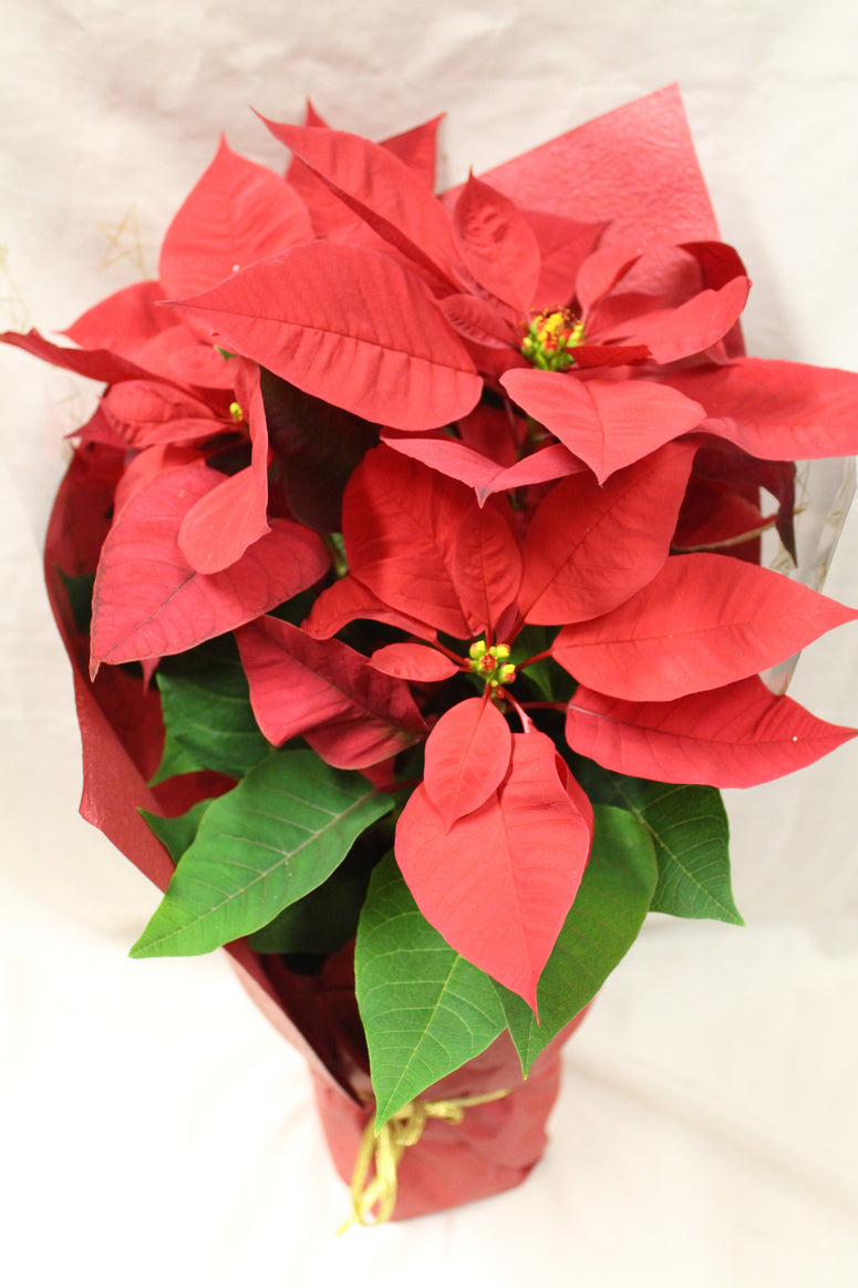 Poinsettia Potted plant