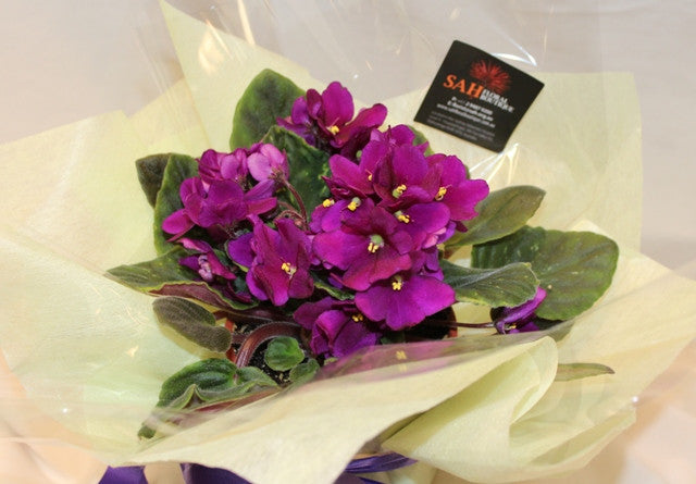 African Violet in Tin