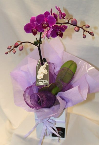 Mini Phalaenopsis Orchid