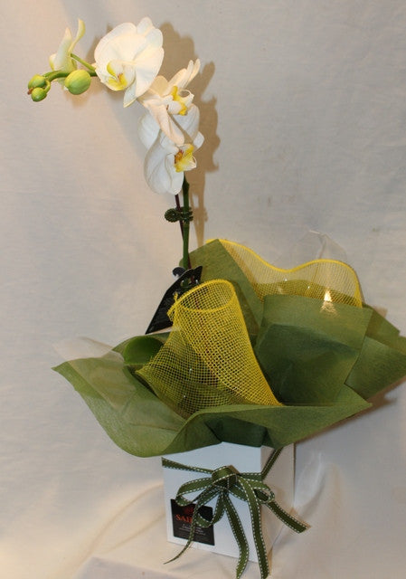 Mini Phalaenopsis Orchid