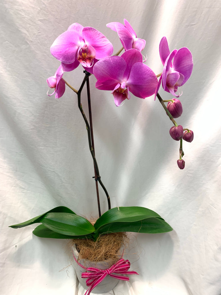 Large Phaelonopsis Orchid in Pot