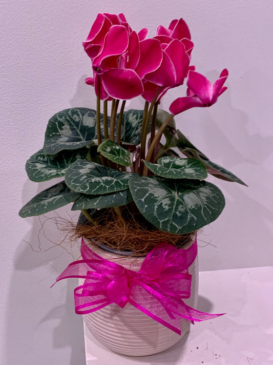 Ceramic Potted Cyclamen