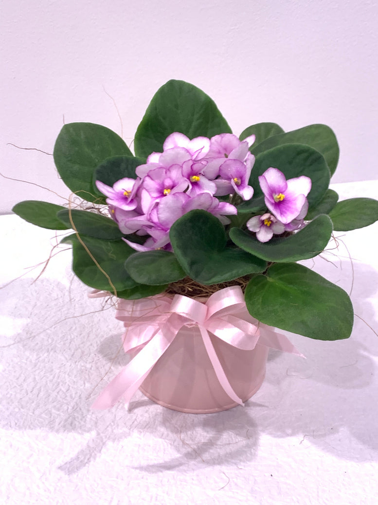African Violet in Tin